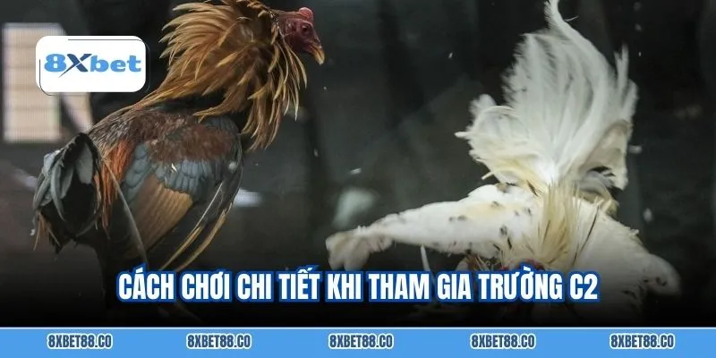 Cách chơi chi tiết khi tham gia trường C2