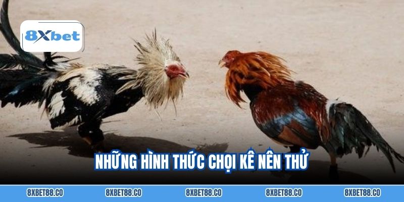 Những hình thức chọi kê nên thử