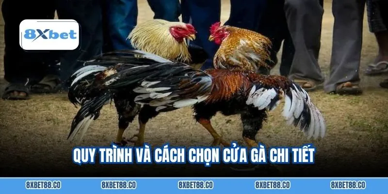 Quy trình và cách chọn cửa gà chi tiết